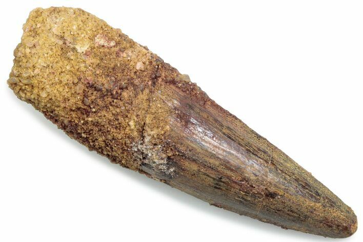 Fossil Spinosaurus Tooth - Real Dinosaur Tooth #381073